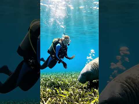 Peixe-Boi Nunca Atacou Humanos Mas Está Sendo Destruído PeixeBoiAmazonico #vidamarinha