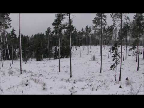Roebuck fawn in winter with the Sauer 404 6,5x55