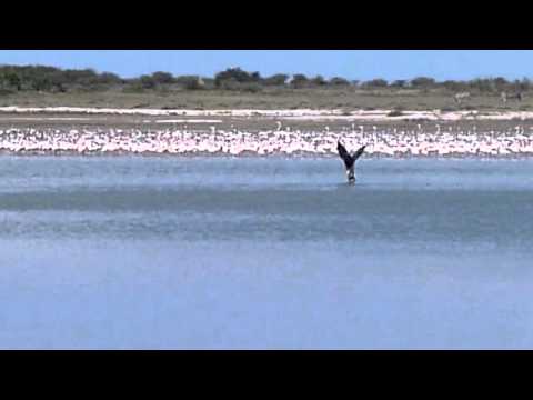 Jackal Steals Eagle's Prey