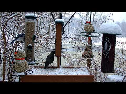 Hairy Woodpecker Defends Suet Log From Starlings On Snowy Cornell Feeders – Dec. 17, 2019