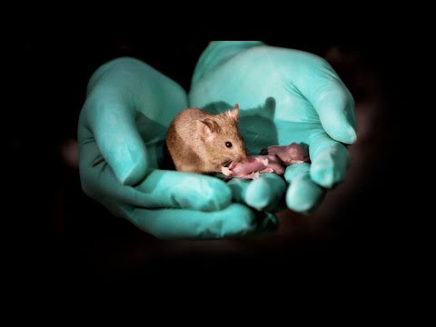 Same-sex mice give birth through gene editing 