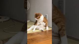 豊満BODYの猫がひたすら毛繕いをする動画でふ🥹💕#猫#犬#可愛い