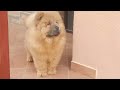 Chow Chow puppy for sale