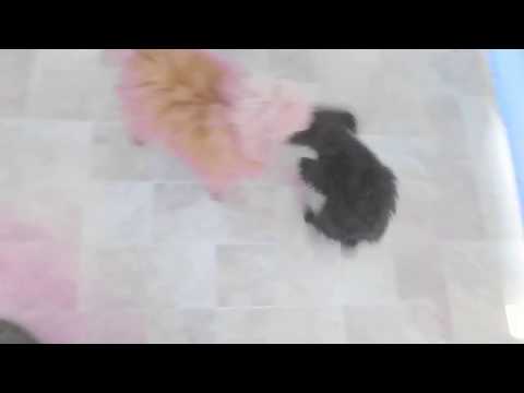 Cozette, the black teacup poodle puppy