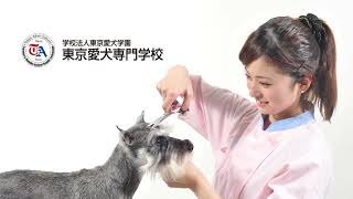 東京愛犬専門学校「」動画