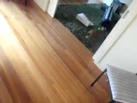 luviweb.it - laser bowling con il gatto