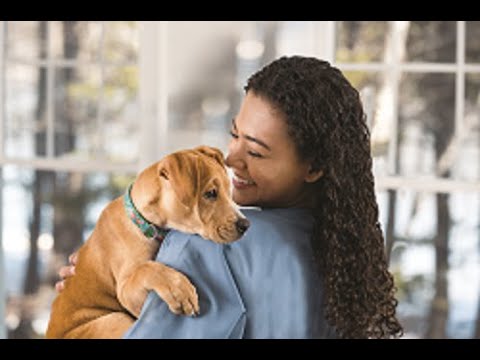 Osteoarthritis in Dogs: Pain Management and Integrative Care