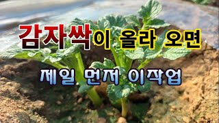 [텃밭농부 1,813]  감자 새싹이 나오면 해 주는 첫번째 작업. #감자재배