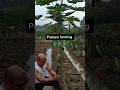 Methods To Dwarf A Papaya Tree #farming #agriculture #ideas id