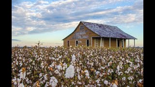 Cotton Fields - The New Christy Minstrels (Lyrics)