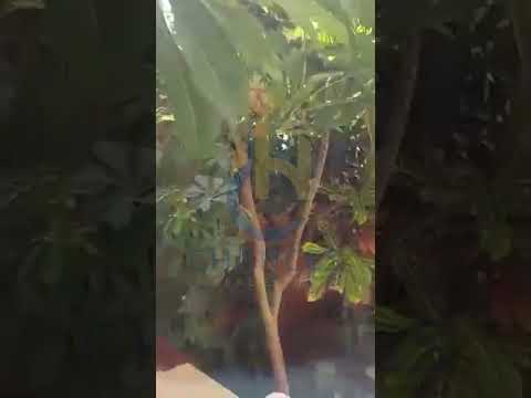 صورة مصغرة لفيديو العقار