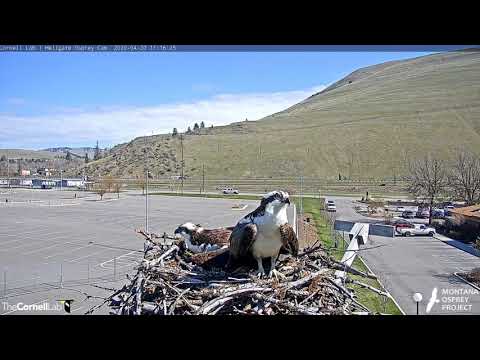Iris and Louis, 4/20/20 - Hellgate osprey nest