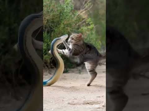 Cat VS King Cobra ⚔️Battle of LIFE #cobra #snake #animalkingdom #wildlife