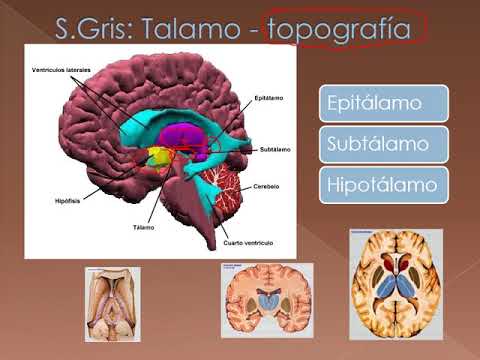 Introduccion al Estudio del Cerebro