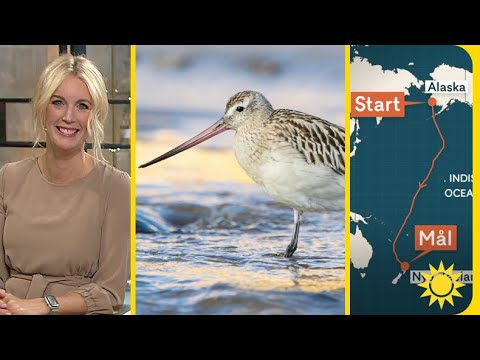 Udda världsrekord av flyttfågel - Nyhetsmorgon (TV4)