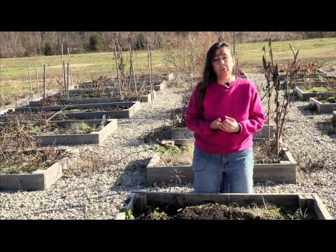 YouTube video about: How to get rid of moss in flower beds?