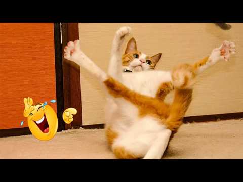 Best Cat Moments 🐈 | TRY NOT TO LAUGH – FUNNY Cat FAILS Compilation 😹😂