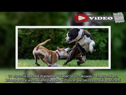 Niestety, nie żyje | Wszyscy obserwowali, jak walczył do samego końca