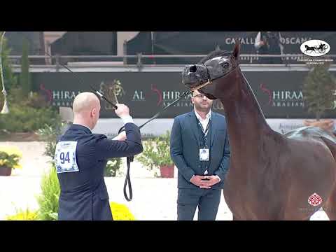 N 94 ETIWA OF SINUS   European Championship 2021   VERONA   Fillies 2 Years Old Class 4