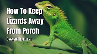 How To Keep Lizards Away? - The Walled Nursery