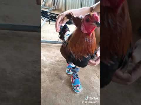 ឡូយកប