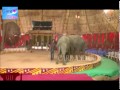 CIRCUS Lions And Tigers Elephant Show In Circus Minecraft Xbox