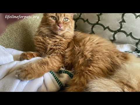 MARMALADE, an adopted Domestic Long Hair in Monrovia, CA_image-1