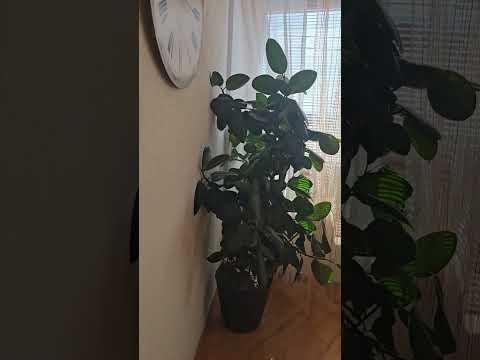 Nekretnina koja odmah donosi prihod