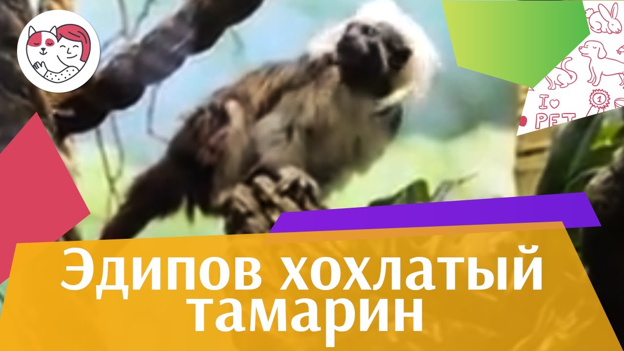 Эдипов хохлатый тамарин Образ жизни на ilikepet