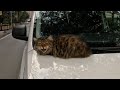 Cats In Istanbul Are So Talkative