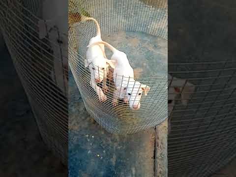 Rajapalayam pup at pondicherry 8754251545