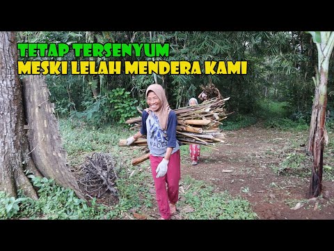 Kampung Pelosok Cianjur Selatan..Kabut Tebal Di Antara Pohon Yang Rindang. Bikin Syahdu