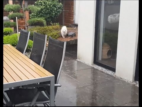 When it suddenly starts to rain and you forgot your pawbrella (Toby the Cat)