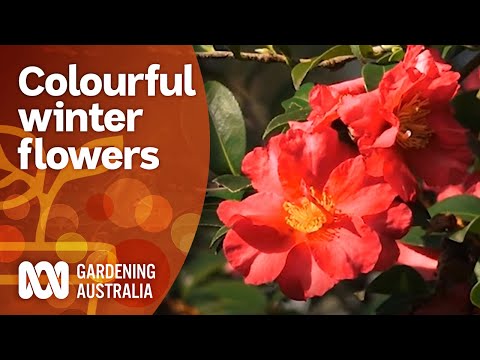 Colour Me Cool | Colourful Winter Flowers | Gardening Australia