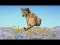 Shingalana The Little Hunter TEASER
