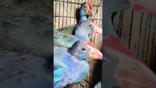 Download lagu BLUE MANDAR BIRD, GRASSLEY, HAJI PUNAI AT BALTAQIY'S KIOS #pramukabirdmarket #pinaibird #birds mp3 Download lagu BLUE MANDAR BIRD, GRASSLEY, HAJI PUNAI AT BALTAQIY'S KIOS #pramukabirdmarket #pinaibird #birds mp3
