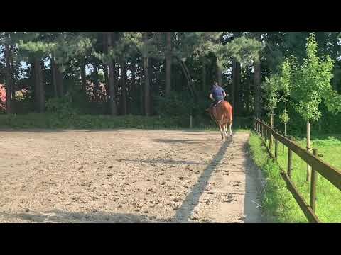 Quint vd Litzemaere, ogano sitte x hamlet