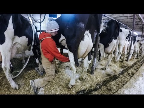 Alexandra Colbert - Ferme laitière Maréjaco Inc. (Sainte-Eulalie, QC) 2016