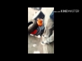 Most Funniest Video In Sa Durban Chatsworth