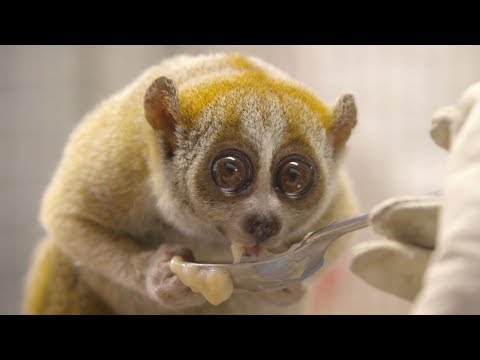 Pygmy Slow Loris at the San Diego Zoo