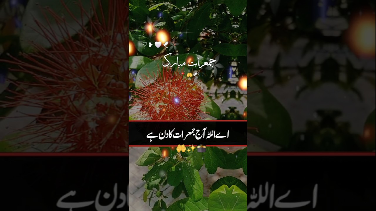 Jumerat status#shorts #viral #trending #youtubeshorts