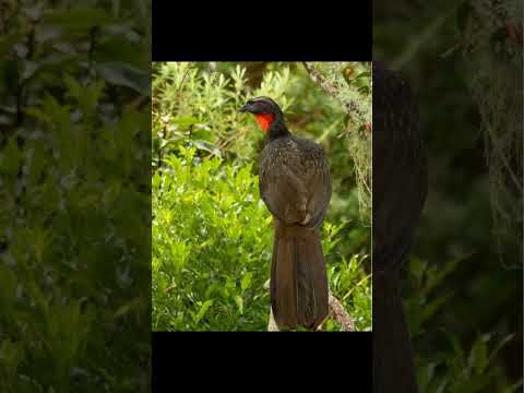 JACU VERDADEIRO EM RAUL SOARES MG