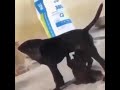 Fucking Dog Or Fucking Bitch Shorts