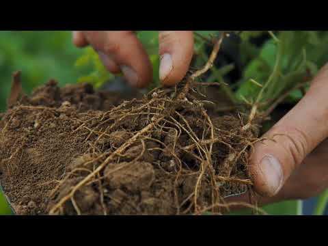 KWS Fit4NEXT RAPS N-MAX Zwischenfrucht-Mischung