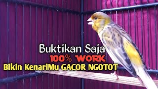 Download lagu Kenari Gacor Cuit cuit Ngerol TAJAM, TERAPI AMPUH Kenari MACET, Pancingan Kenari Paud Belajar Bunyi, mp3