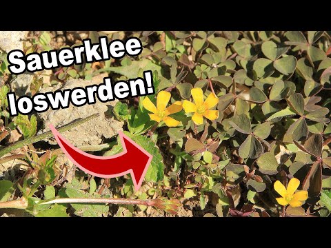 Sauerklee bekämpfen: Was wirklich hilft!