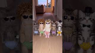 Energy dance with kittens
