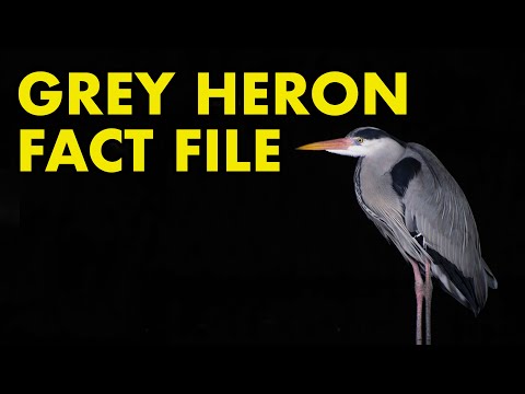 Grey Heron: Fact File (British Wildlife Facts)