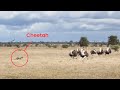 Epic Cheetah Chase Ostriches Outrun The Hungry Cheetah