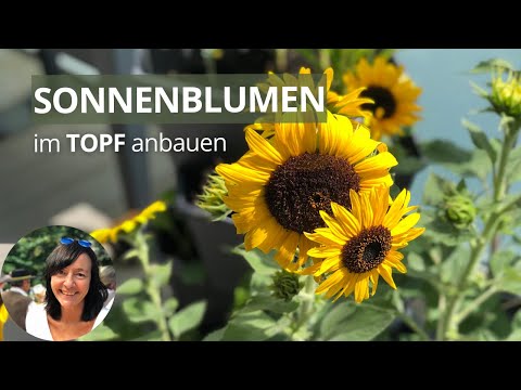 , title : 'Sonnenblumen im Topf/auf dem Balkon pflanzen - Sonnenblumen aussäen und pflegen'